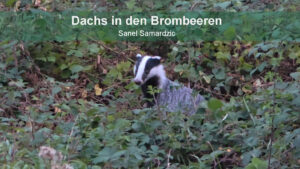 Fotos und Videos: Dachs in den Brombeeren SS 06